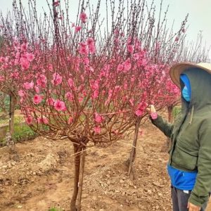 Đào Tròn - Đào Tết Nhiều Hoa DT8126