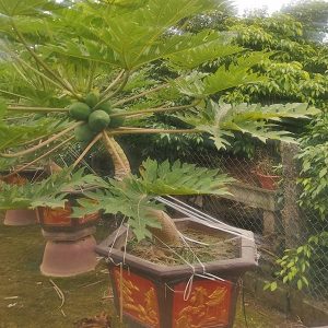 Đu Đủ Cảnh Bonsai DD1124