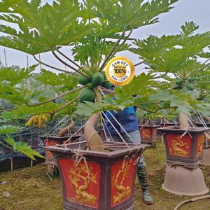 Đu Đủ Cảnh Bonsai DD1125