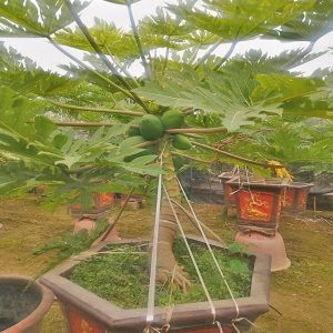 Đu Đủ Cảnh Bonsai DD1126