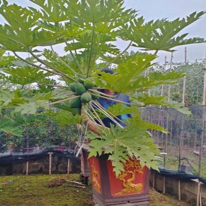 Đu Đủ Cảnh Bonsai DD1127