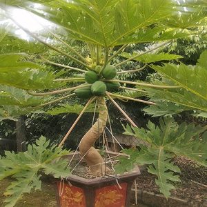 Đu Đủ Cảnh Bonsai DD1128