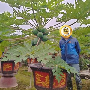 Đu Đủ Cảnh DD1113