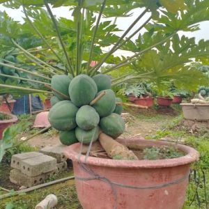 Đu Đủ Lùn Trong Chậu DD1148