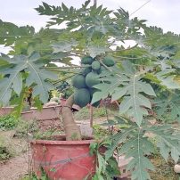 Đu Đủ Lùn Trong Chậu DD1149