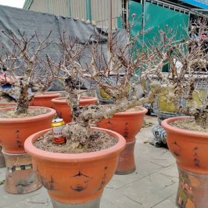 Gốc Đào Thất Thốn - Đào Tết DT9120