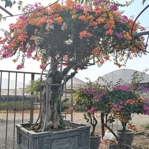 Hoa Giấy Ngũ Sắc (Hoa Giấy 5 Màu) HG2111