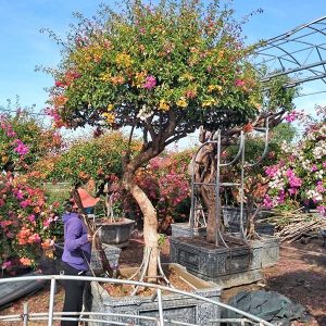 Hoa Giấy Ngũ Sắc (Hoa Giấy 5 Màu) HG2114