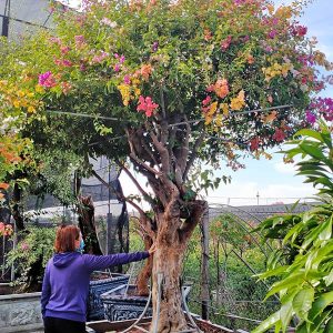 Hoa Giấy Ngũ Sắc (Hoa Giấy 5 Màu) HG2115