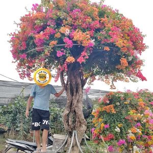 Hoa Giấy Ngũ Sắc (Hoa Giấy 5 Màu) HG2118