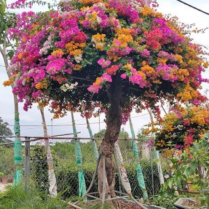Hoa Giấy Ngũ Sắc (Hoa Giấy 5 Màu) HG2119