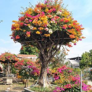 Hoa Giấy Ngũ Sắc (Hoa Giấy 5 Màu) HG2122