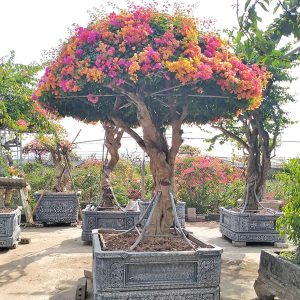 Hoa Giấy Ngũ Sắc (Hoa Giấy 5 Màu) HG2123