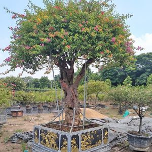 Hoa Giấy Ngũ Sắc (Hoa Giấy 5 Màu) HG2124
