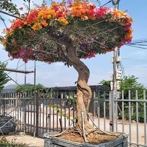 Hoa Giấy Ngũ Sắc (Hoa Giấy 5 Màu) HG2125