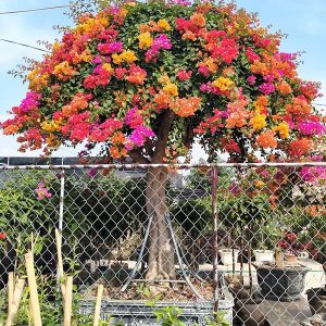 Hoa Giấy Ngũ Sắc (Hoa Giấy 5 Màu) HG2126