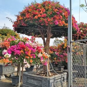 Hoa Giấy Ngũ Sắc (Hoa Giấy 5 Màu) HG2127