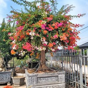 Hoa Giấy Ngũ Sắc (Hoa Giấy 5 Màu) HG2129
