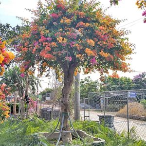 Hoa Giấy Ngũ Sắc (Hoa Giấy 5 Màu) HG2130