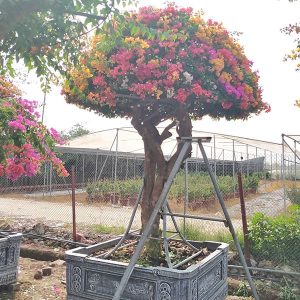 Hoa Giấy Ngũ Sắc (Hoa Giấy 5 Màu) HG2131