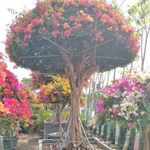 Hoa Giấy Ngũ Sắc (Hoa Giấy 5 Màu) HG2132