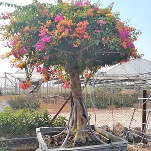 Hoa Giấy Ngũ Sắc (Hoa Giấy 5 Màu)