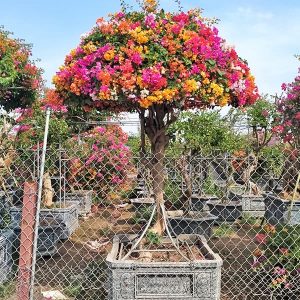 Hoa Giấy Ngũ Sắc (Hoa Giấy 5 Màu) HG2134