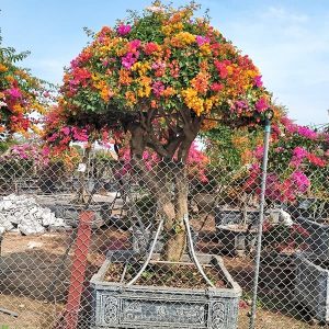 Hoa Giấy Ngũ Sắc (Hoa Giấy 5 Màu) HG2135