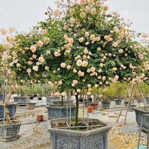 Hoa Hồng Cổ - Bạch Cổ Thân To HH2136