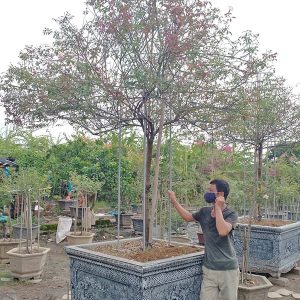 Hoa Hồng Cổ - Bạch Cổ HH2111