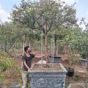 Hoa Hồng Cổ - Bạch Cổ HH2117