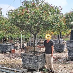 Hoa Hồng Cổ - Bạch Cổ HH2115