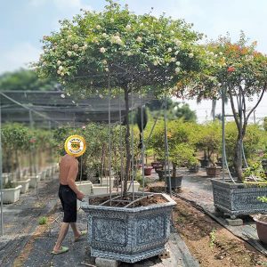 Hoa Hồng Cổ - Bạch Cổ HH2116