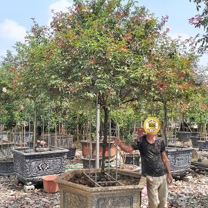 Hoa Hồng Cổ - Bạch Cổ HH2119