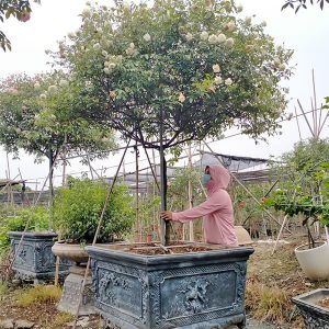 Hoa Hồng Cổ - Bạch Cổ Thân To HH2135