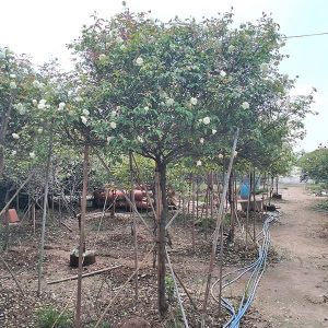 Hoa Hồng Cổ - Bạch Cổ Thân To HH2134