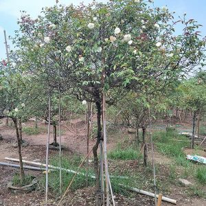 Hoa Hồng Cổ - Bạch Cổ Thân To HH2132