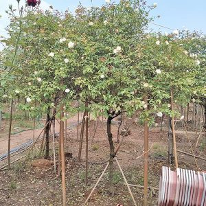 Hoa Hồng Cổ - Bạch Cổ Thân To HH2137