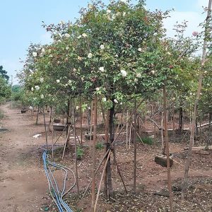 Hoa Hồng Cổ - Bạch Cổ Thân To HH2133