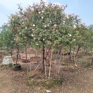 Hoa Hồng Cổ - Bạch Cổ HH2113