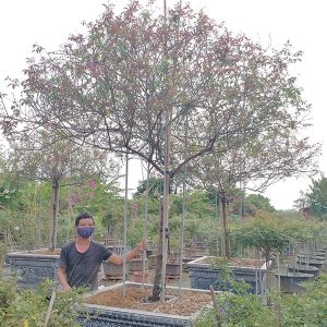 Hoa Hồng Cổ - Bạch Cổ HH2125