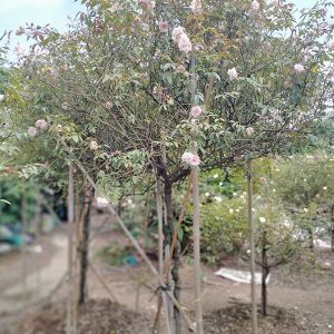 Hoa Hồng Đào Cổ HH1113