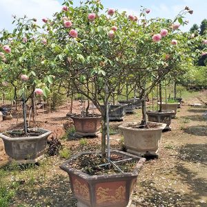 Cây Hoa Hồng Đào Cổ HH1119