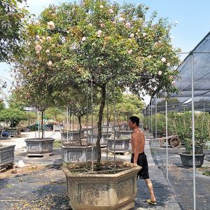Hoa Hồng Đào Cổ HH1114