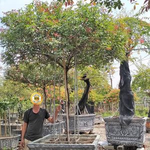 Hoa Hồng Đào Cổ Thụ Thân To HH1124