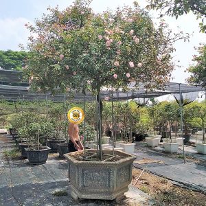 Hoa Hồng Đào Cổ HH1115
