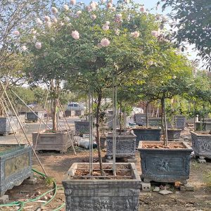 Cây Hoa Hồng Đào Cổ HH1120