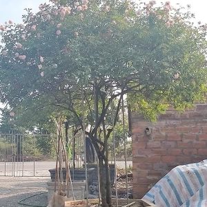 Hoa Hồng Đào Cổ HH1111