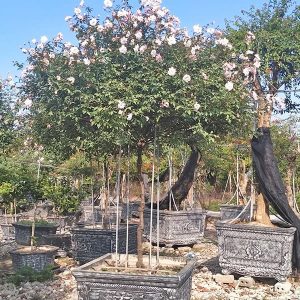 Hoa Hồng Đào Cổ Thụ Thân To HH1125