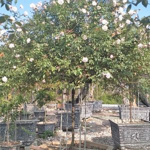 Hoa Hồng Đào Cổ Thụ Thân To HH1123